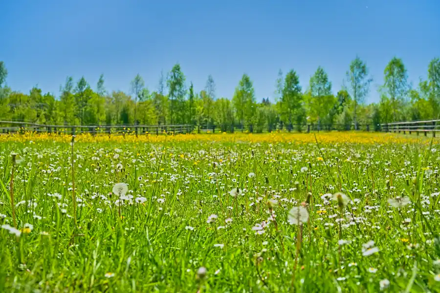 Blühende Wiese am Wanderweg auf der Schwäbischen Alb